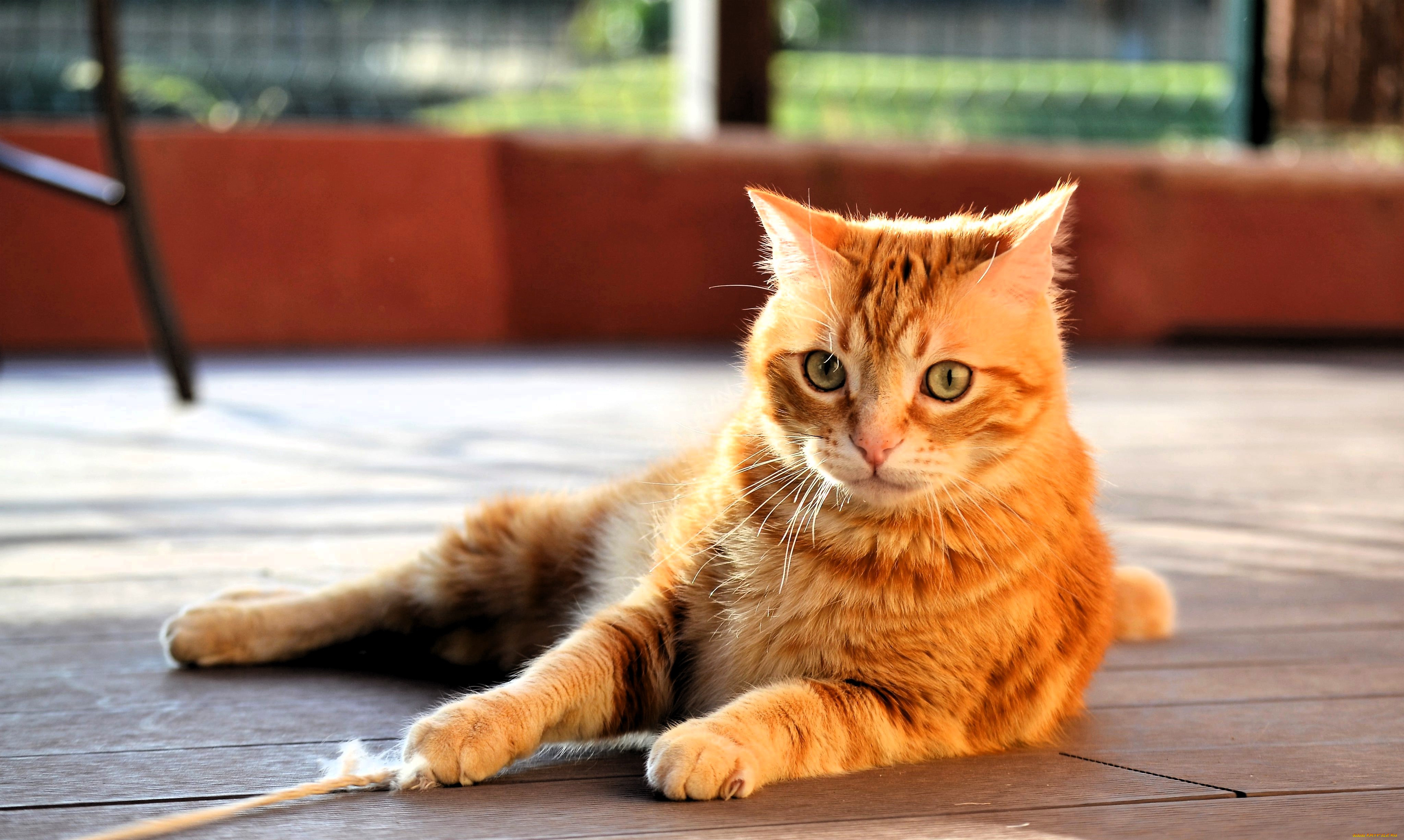 ��������, ����, ���, �����, ���